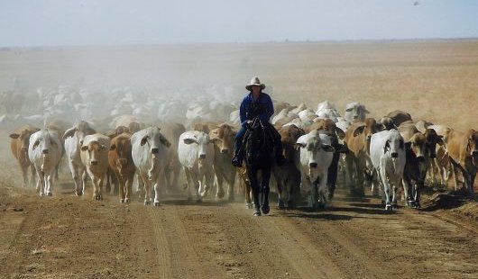 A person riding a horse leads a herd of cattle down a dusty road